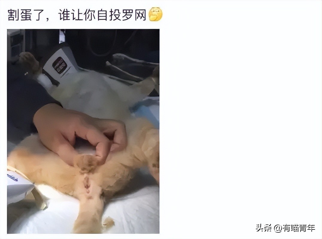 公猫出去一天一夜了都没回家,公猫出去三天没回来了