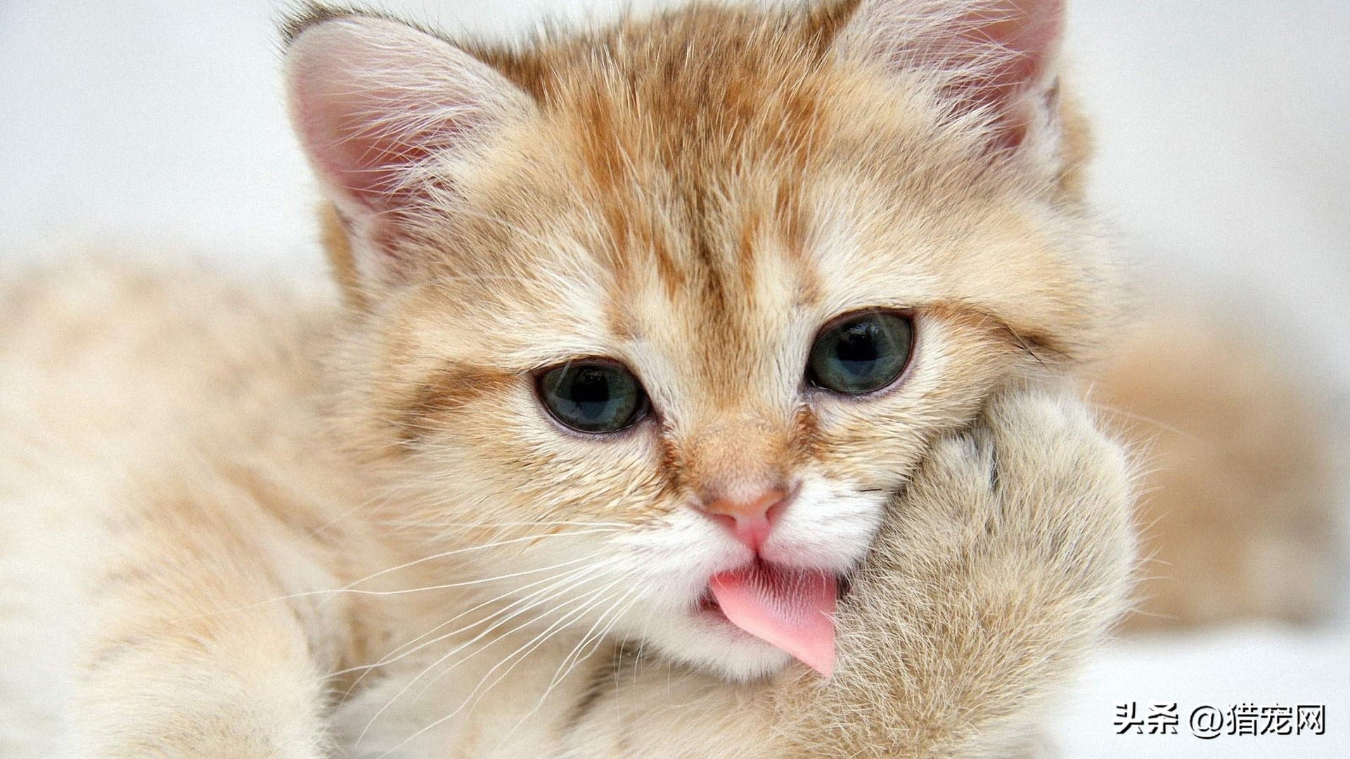 猫咪知识科普视频猫粮,猫咪科普小知识15秒