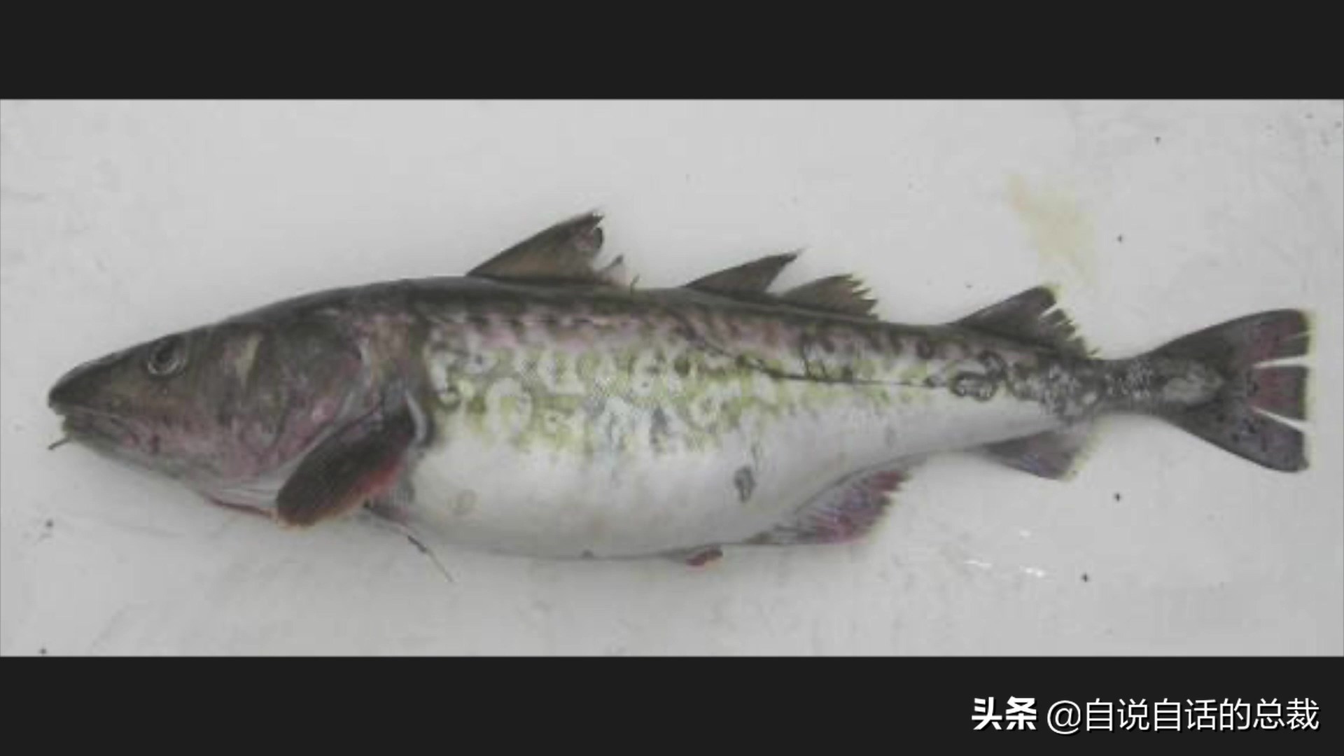 为什么鳕鱼卖的那么便宜,为什么我们吃到的鳕鱼都是假的