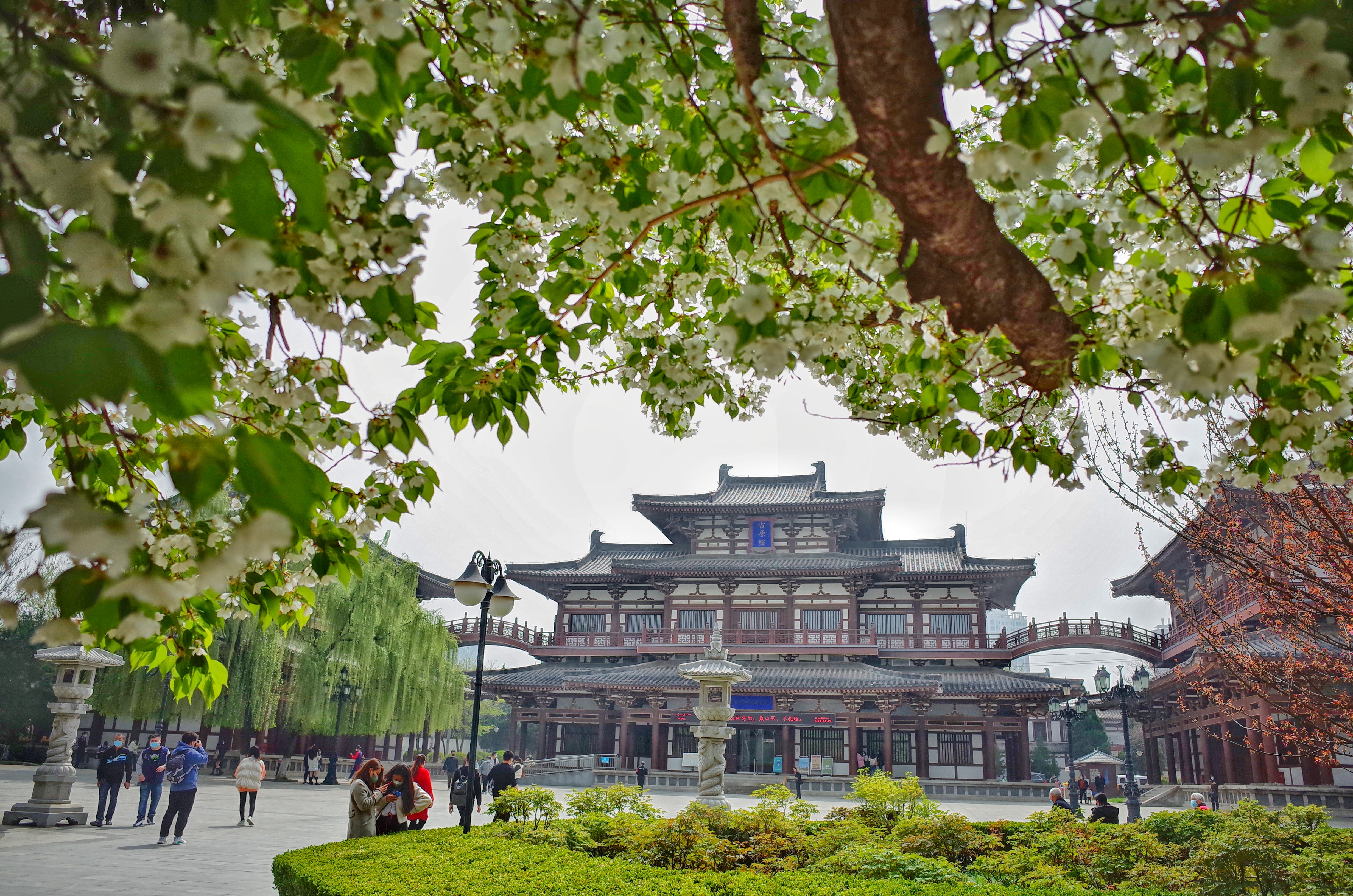 西安春天太美了,西安的春天美呆了