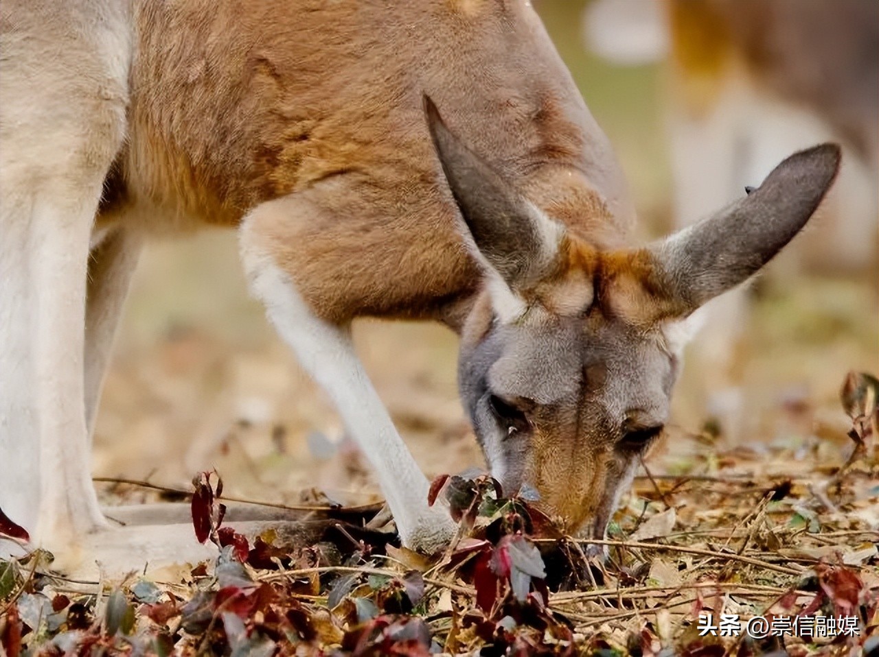 《独行月球》里的肌肉袋鼠“刚子”，真的能踹飞沈腾吗？
