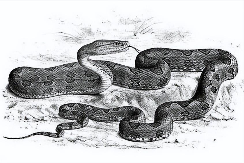 一个人被蟒蛇吞进肚子里，为什么手里有刀也无法破腹逃出来？