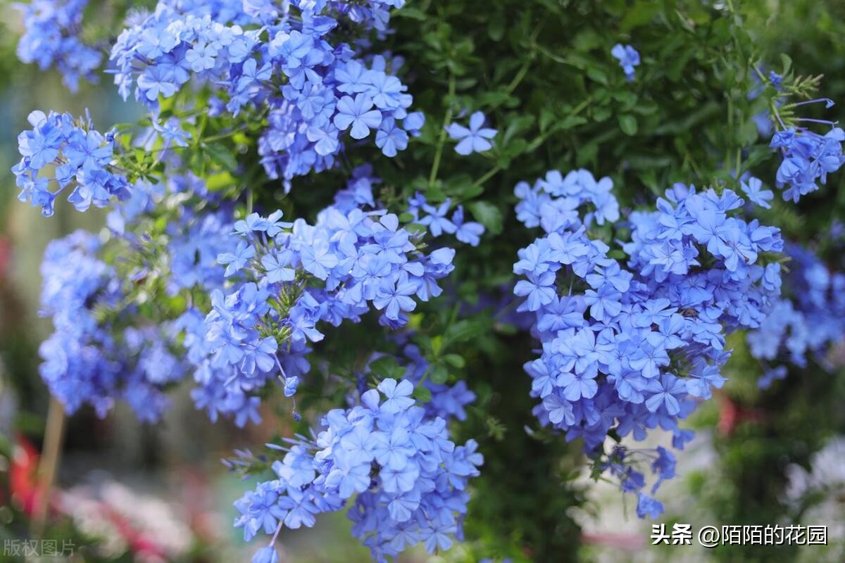 春节开花的庭院花卉,适合四季开花的庭院花卉