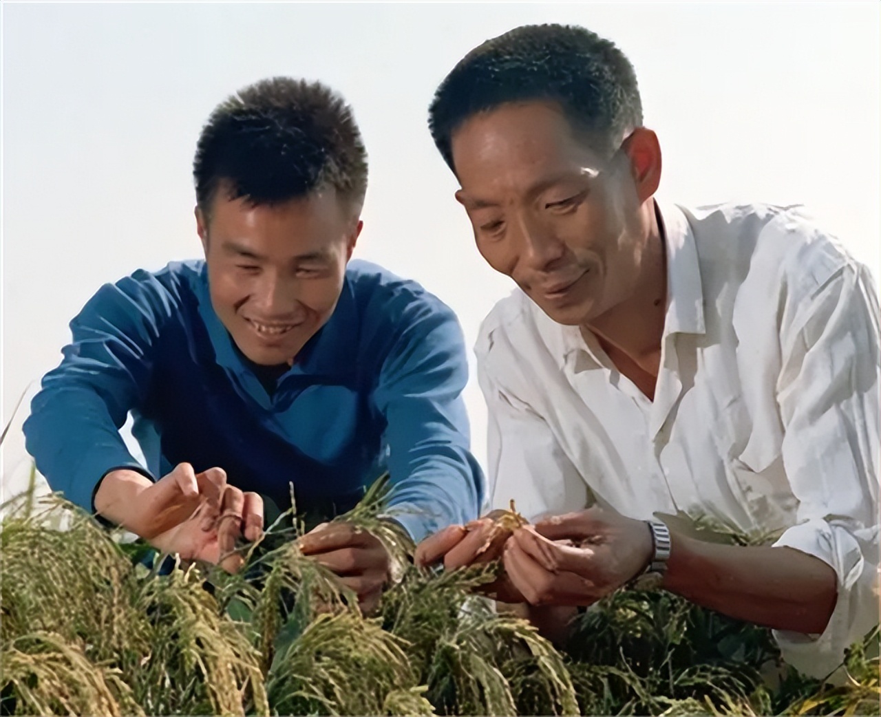 袁隆平让我心生敬意,袁隆平我敬佩的人征文