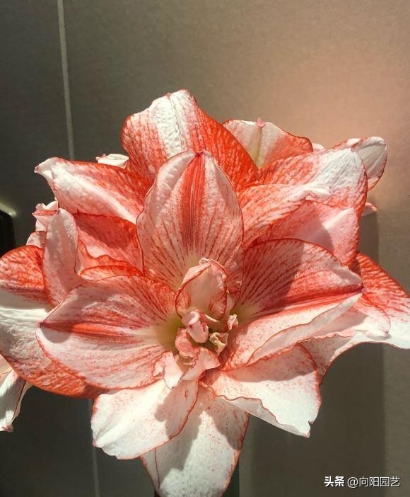 5块钱就想买到进口朱顶红？买三个还送一个？小心被骗！