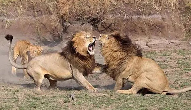 男性为什么喜欢女生呢,男性喜欢女性哪些特质