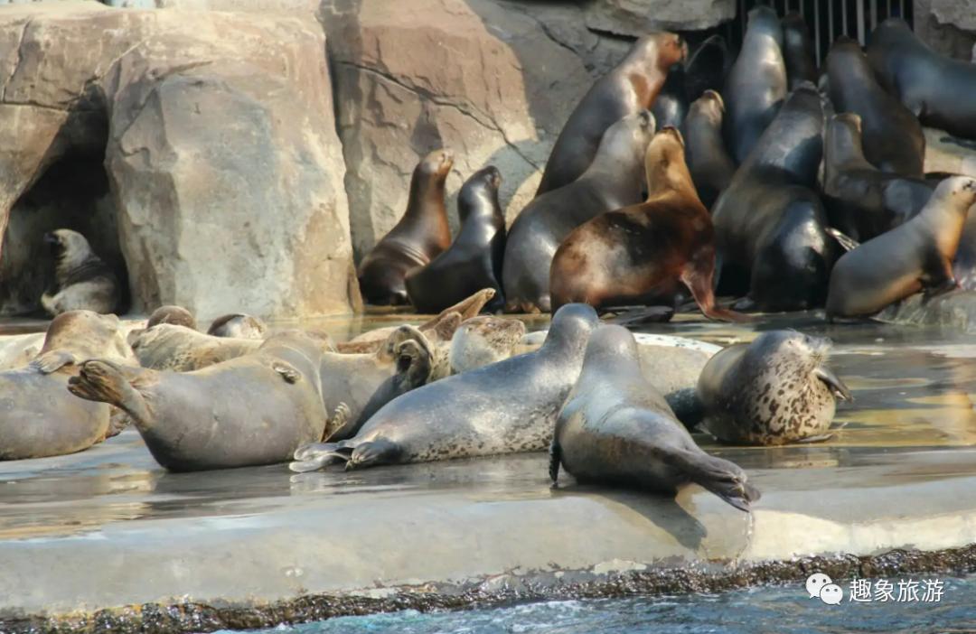 大连老虎滩海洋公园冬季好玩儿吗,大连老虎滩海洋公园游玩视频