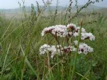 胡马：草原上的干枝梅（下）