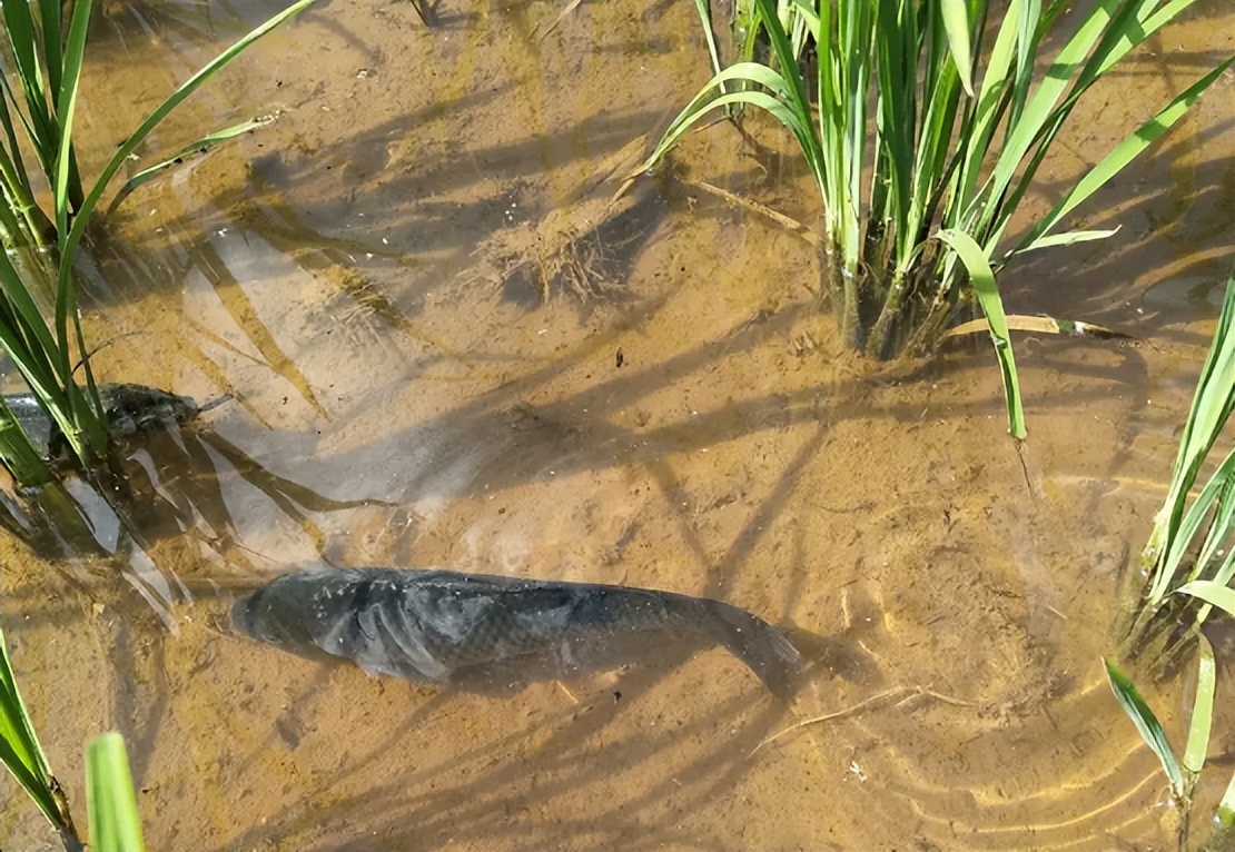 稻田养鱼的缺点有哪些,曾经很火的稻田养鱼有哪些缺陷呢