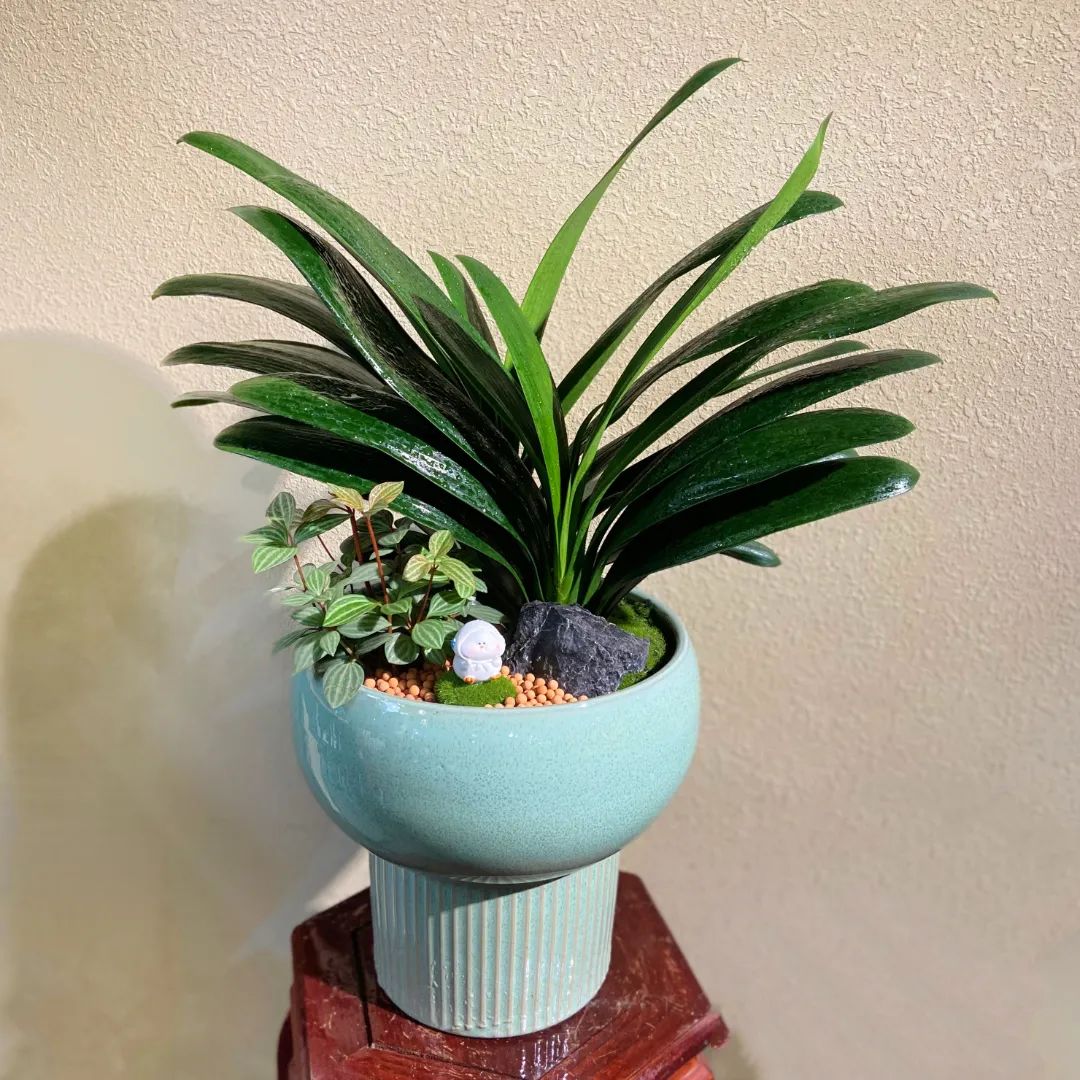 湖南“花二代”开园艺中心，线上一天卖花12万盆，年营业额超2000万元