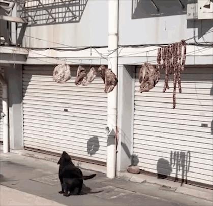 狗狗看见晒的腊肉香肠馋得直跳脚,狗子眼红主人吃肉