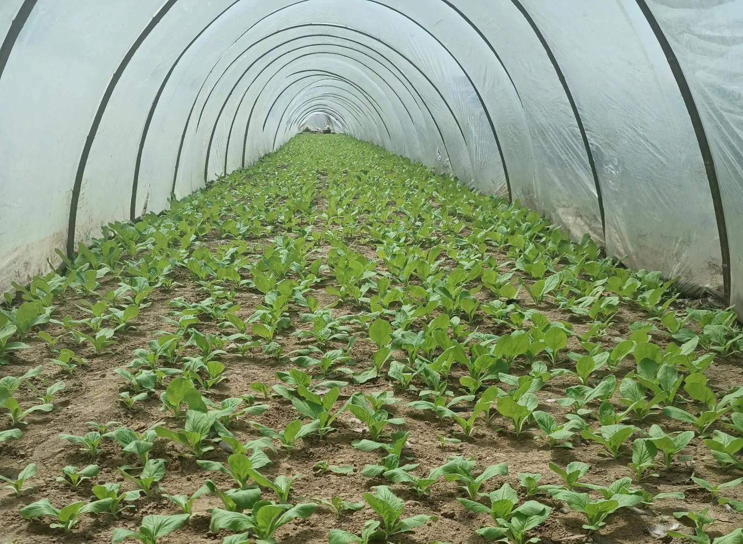 闲来无事荡秋千视频,山中荡秋千