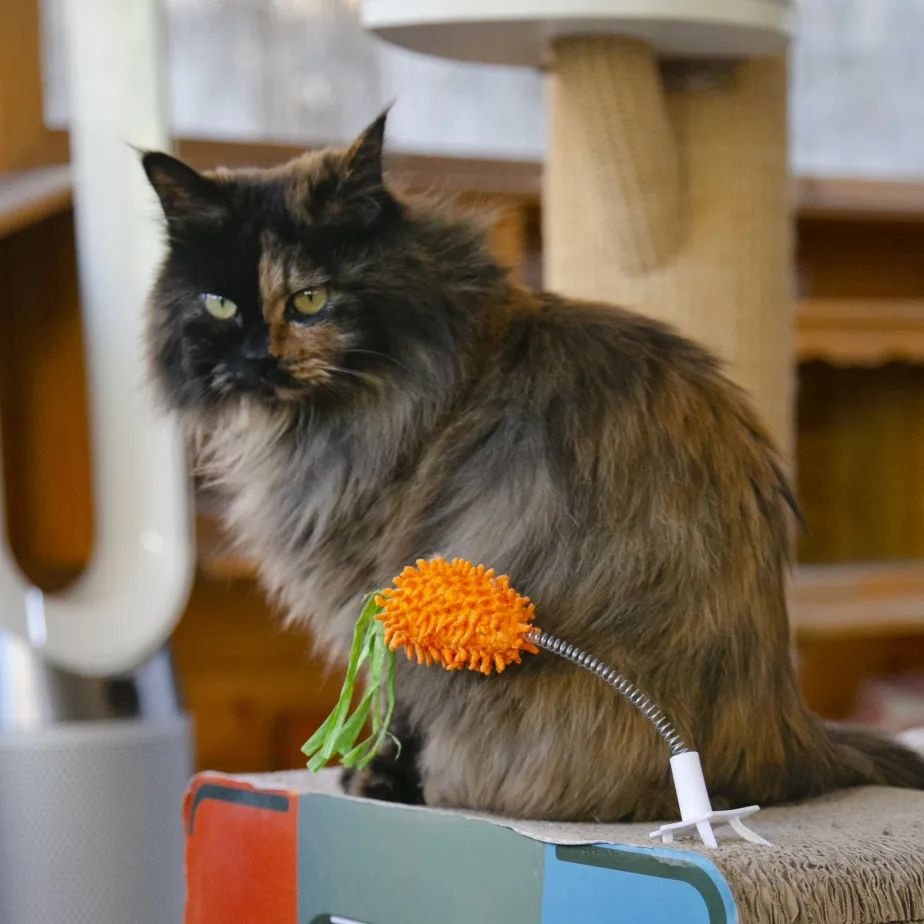 社恐小猫咪的安全感,社恐小猫咪为什么突然想出门了