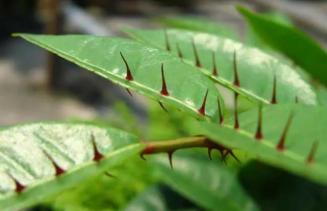 国产美白牙齿牙膏品牌排行榜,中华牙膏是国产品牌吗