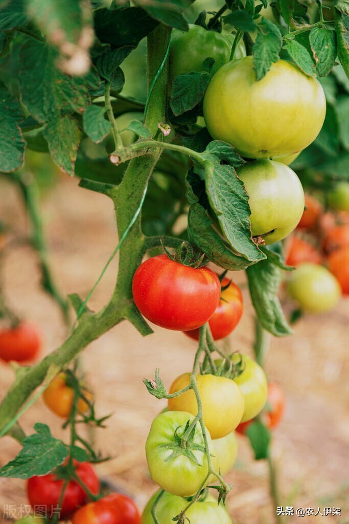 如何区分西红柿催熟,怎么鉴别西红柿是催熟还是长熟