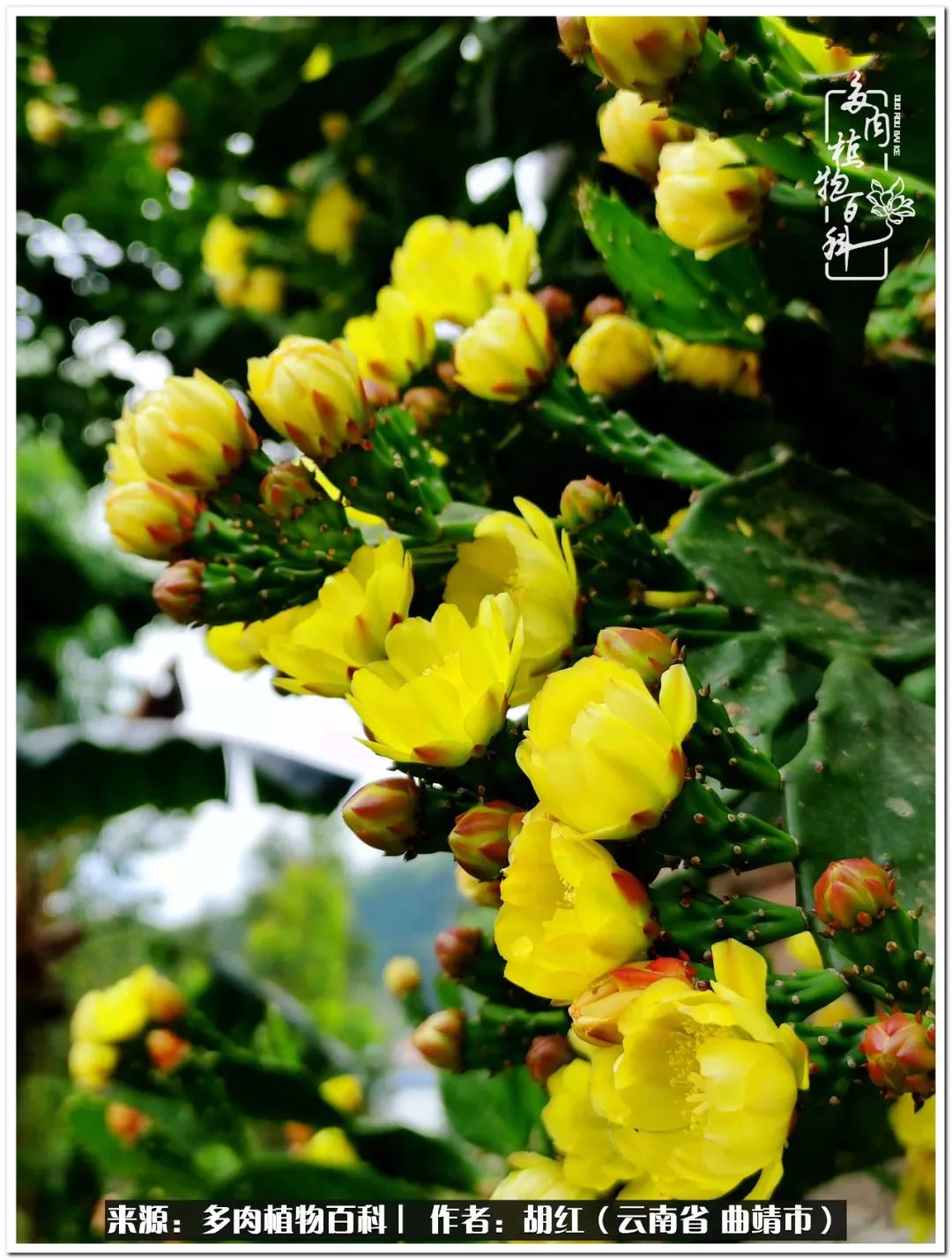 多肉植物里的糖,多肉生活的调味剂