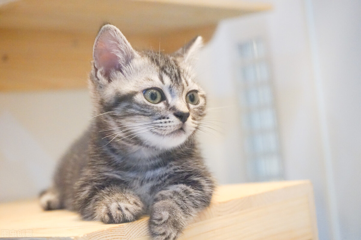 猫便秘拉不出来视频,猫便秘拉不出屎可以用开塞露么