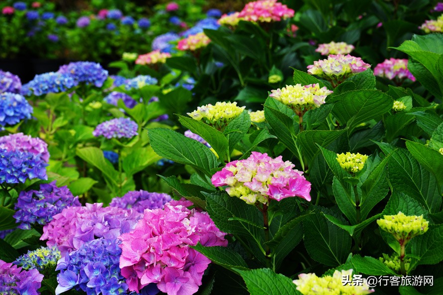 让你玩转济州岛,济州岛游玩