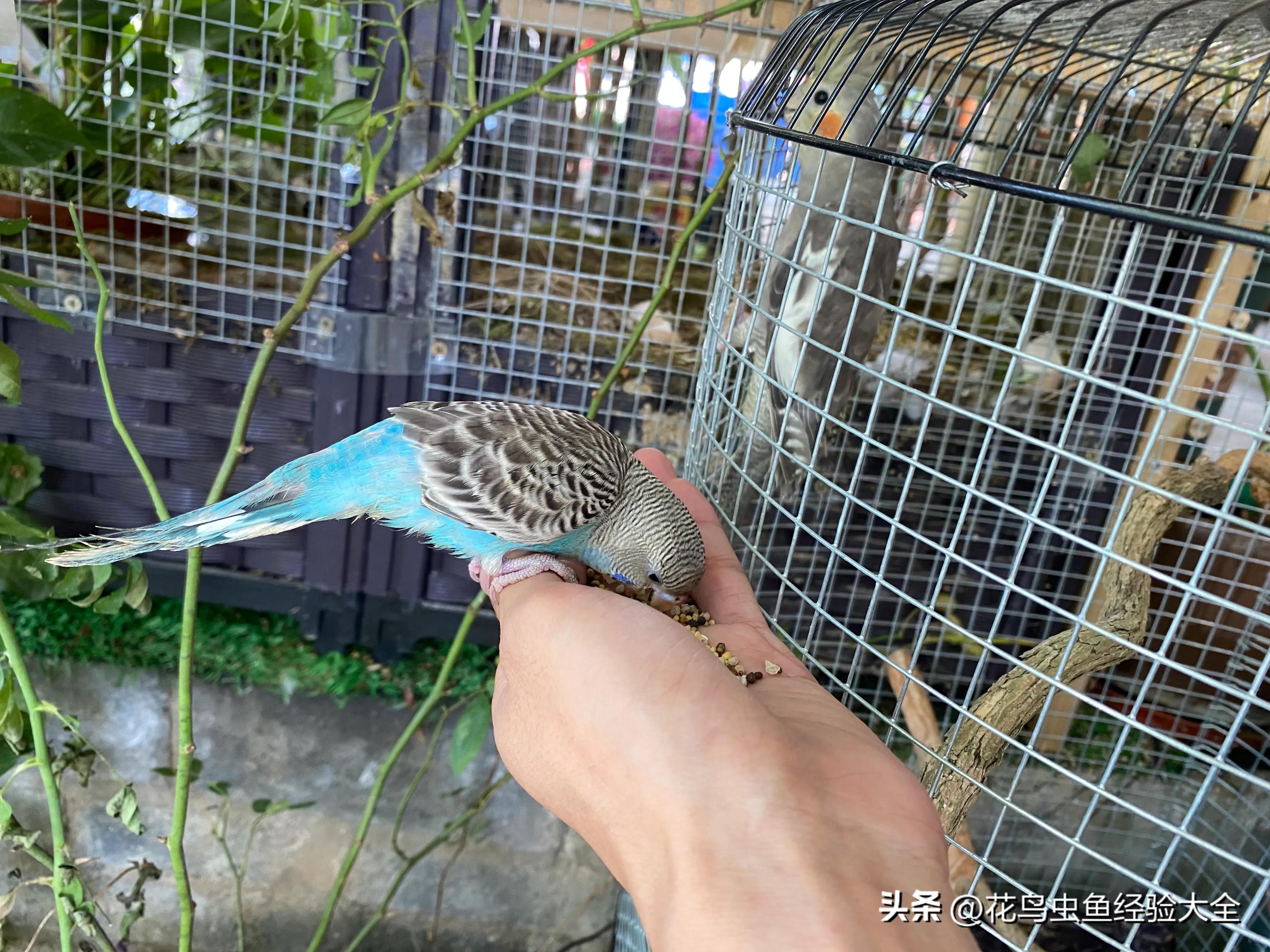 新手训玄凤鹦鹉的方法大全,虎皮鹦鹉跟玄凤鹦鹉怎么才能养熟