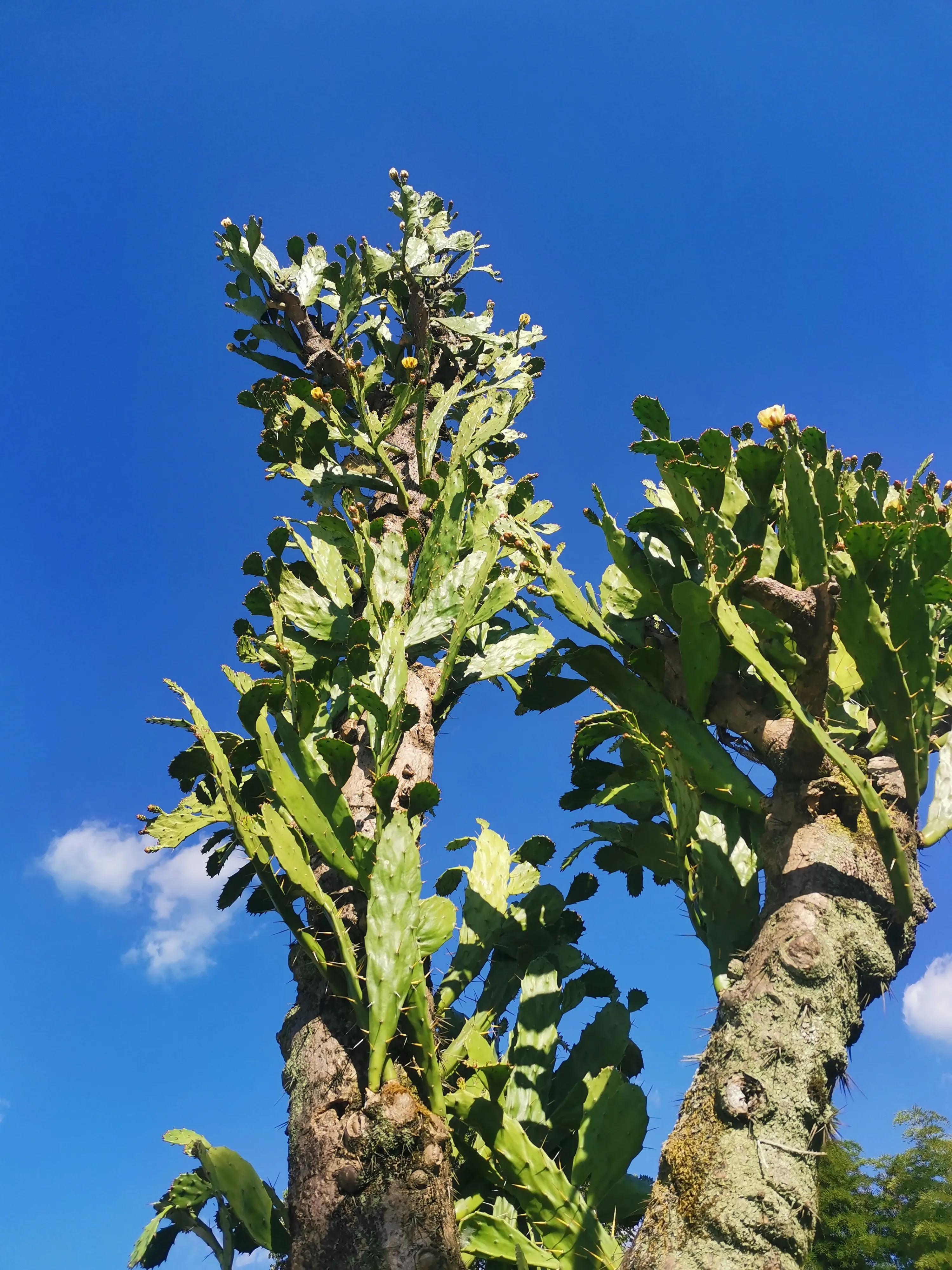 假水果苗木，坑的是零星种植户