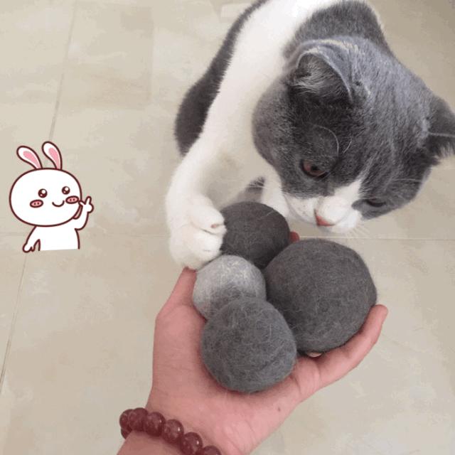 不建议养猫的十大坏处,养猫的危害和注意事项