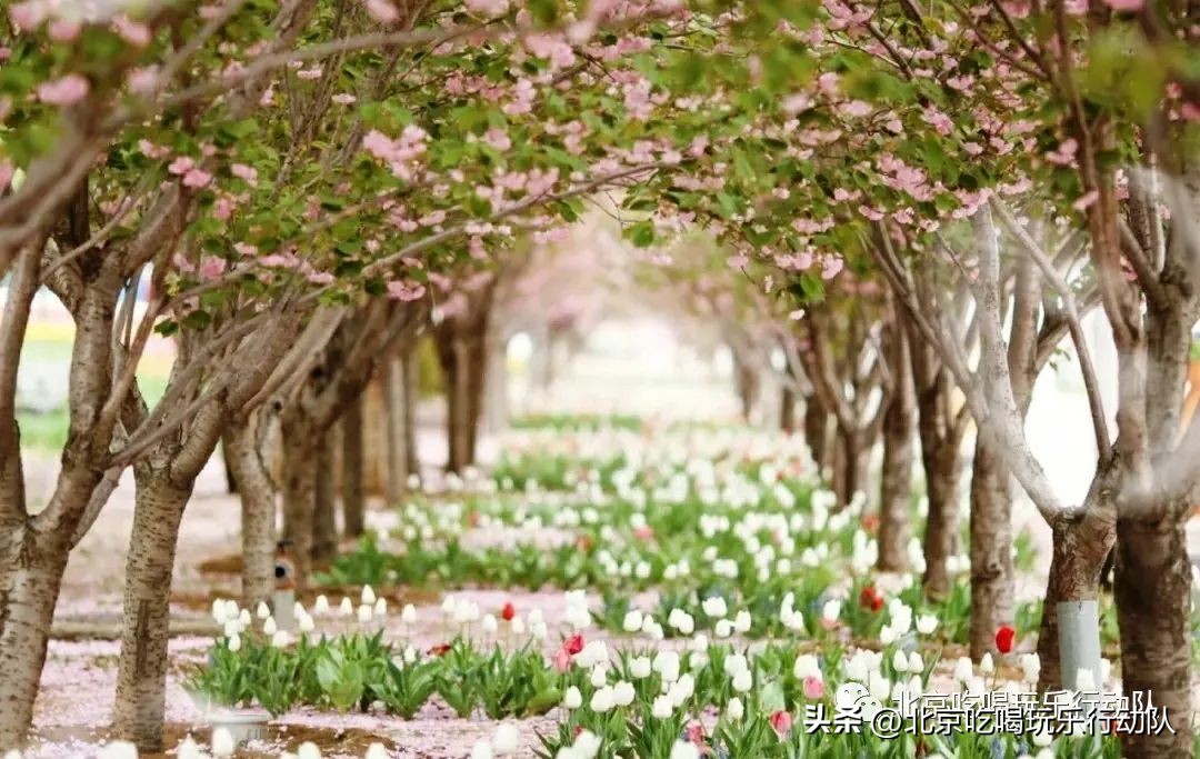 顺义区景点,顺义区一日游景点
