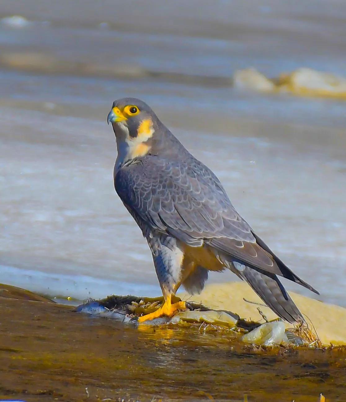 游隼幼鸟,游隼捕猎视频