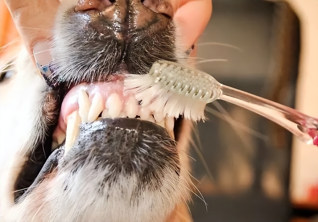 狗狗的卫生,狗狗的牙齿有什么注意事项