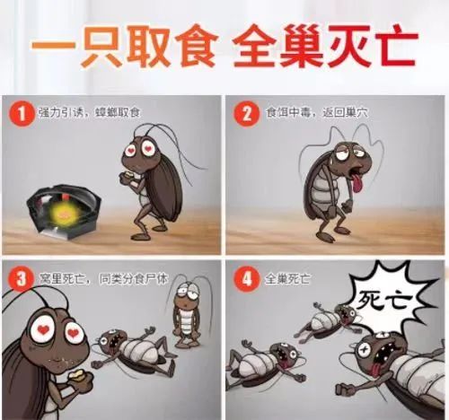 灭蟑螂哪种药最容易消灭,灭蟑螂最好的方法用什么药