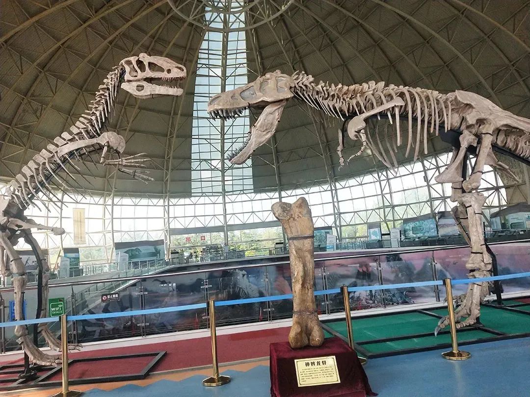 中国十大恐龙图鉴,100种恐龙名字图鉴图文