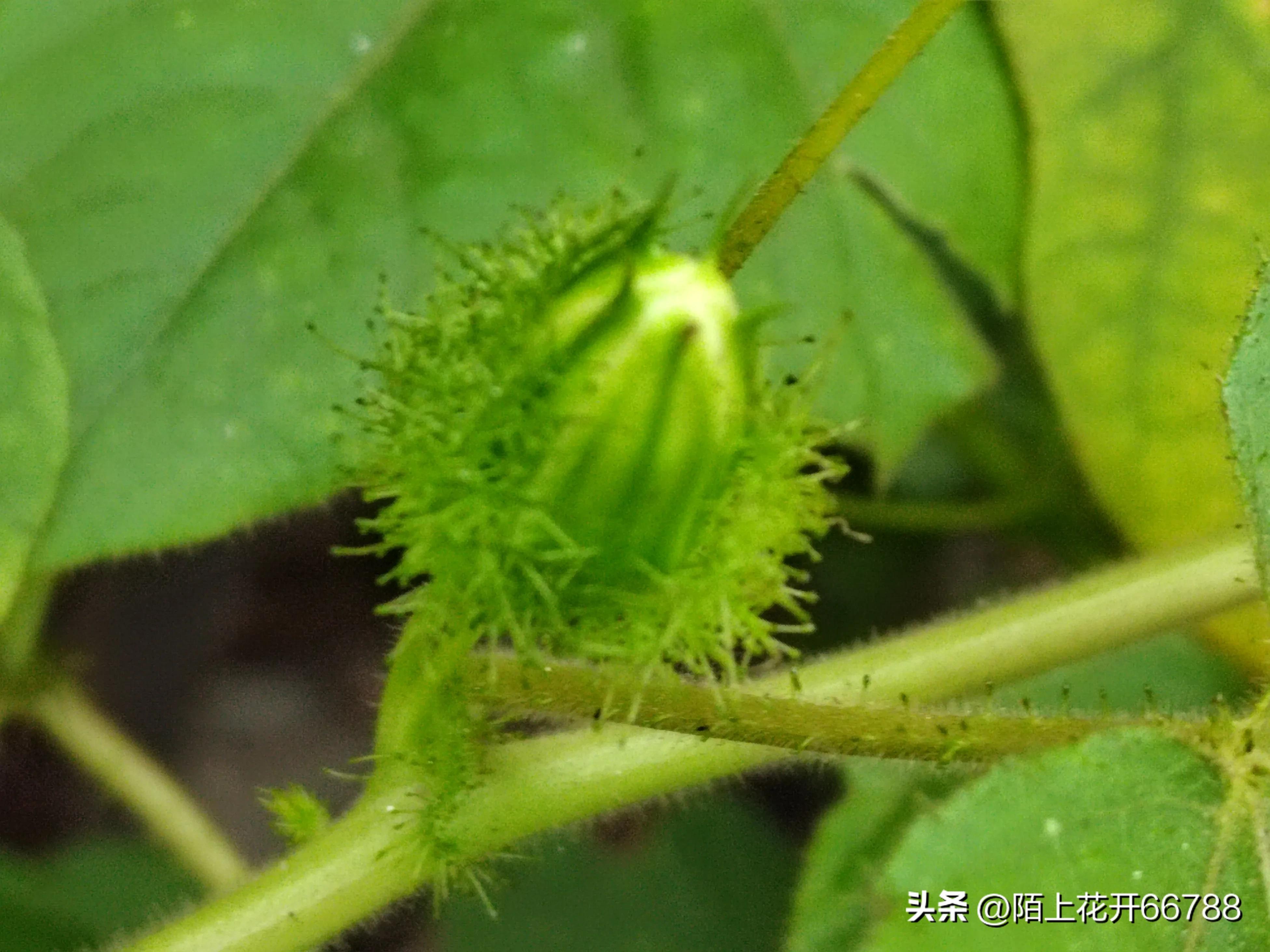 靠独特香味吸食昆虫的龙珠花精美绝伦,果实药用价值很高