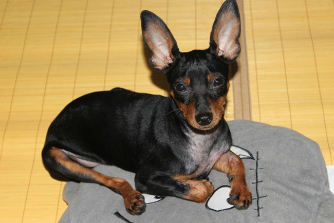 小鹿犬皮肤病怎么治,小鹿犬皮肤病怎么治最好