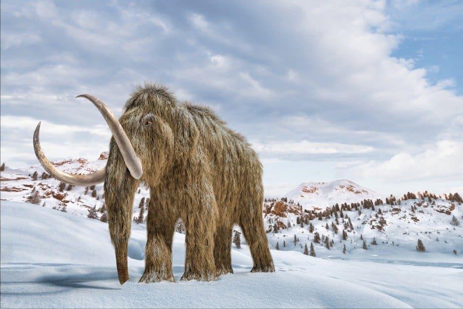 科学家复活的猛犸象怎么样了,科普如何复活一只猛犸象