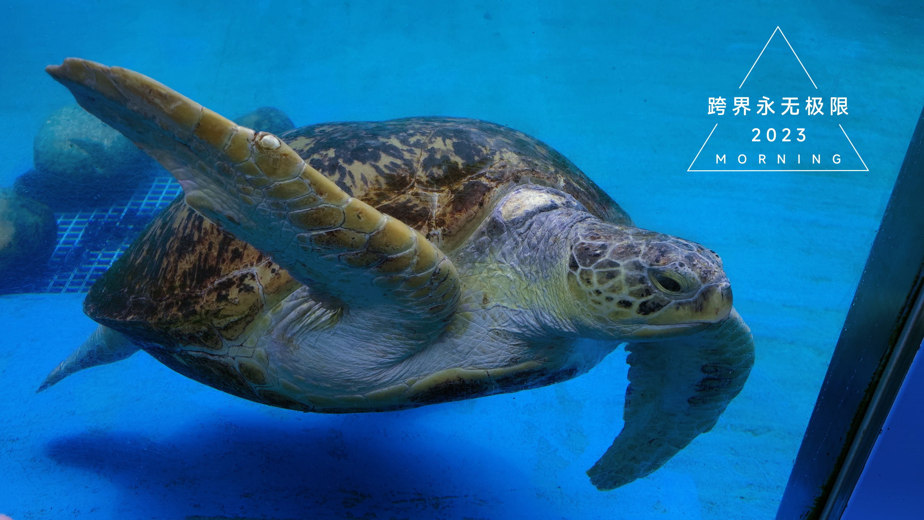 珠海长隆海洋王国鲸鱼,珠海长隆海洋王国门票