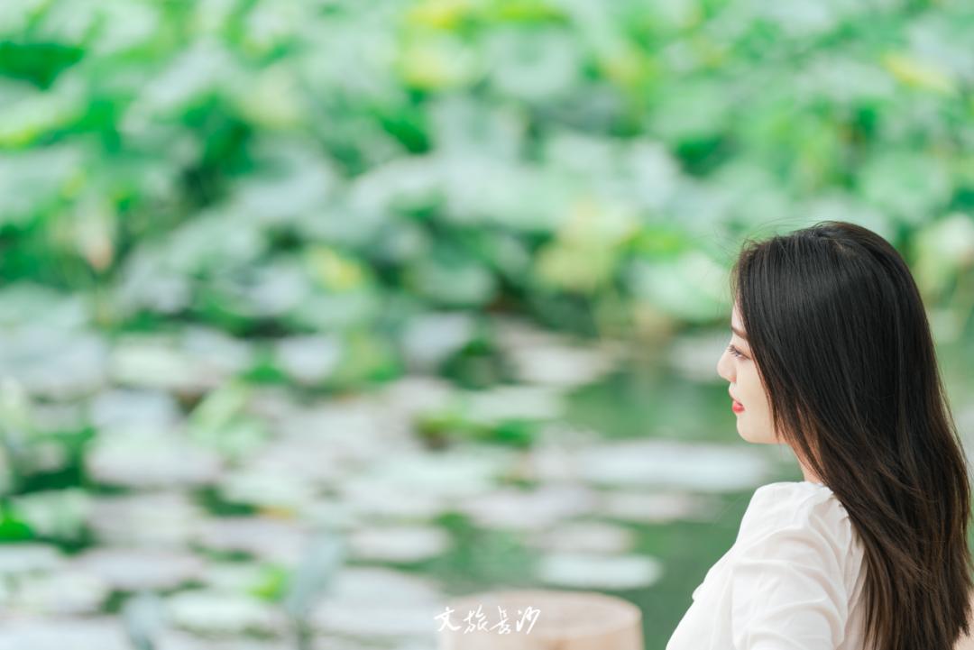 长沙赏秋去哪里,长沙第一波赏荷地图