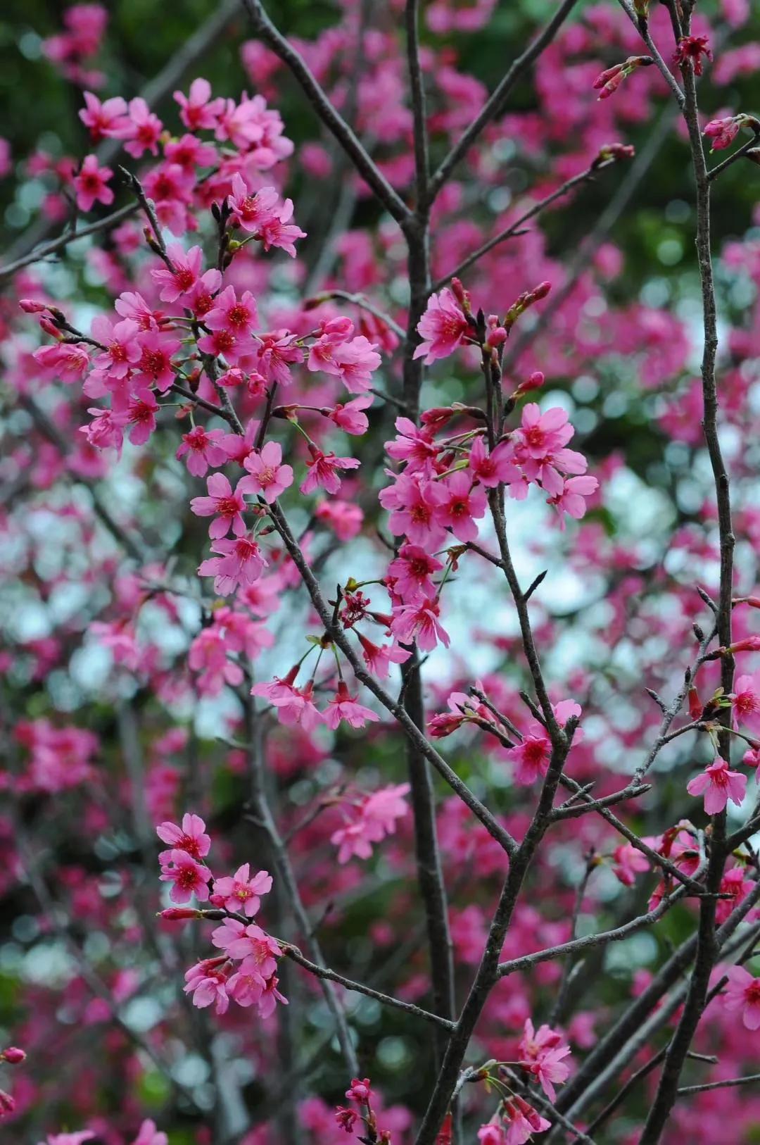 广州创业公园樱花,创业公园樱花花期过了么