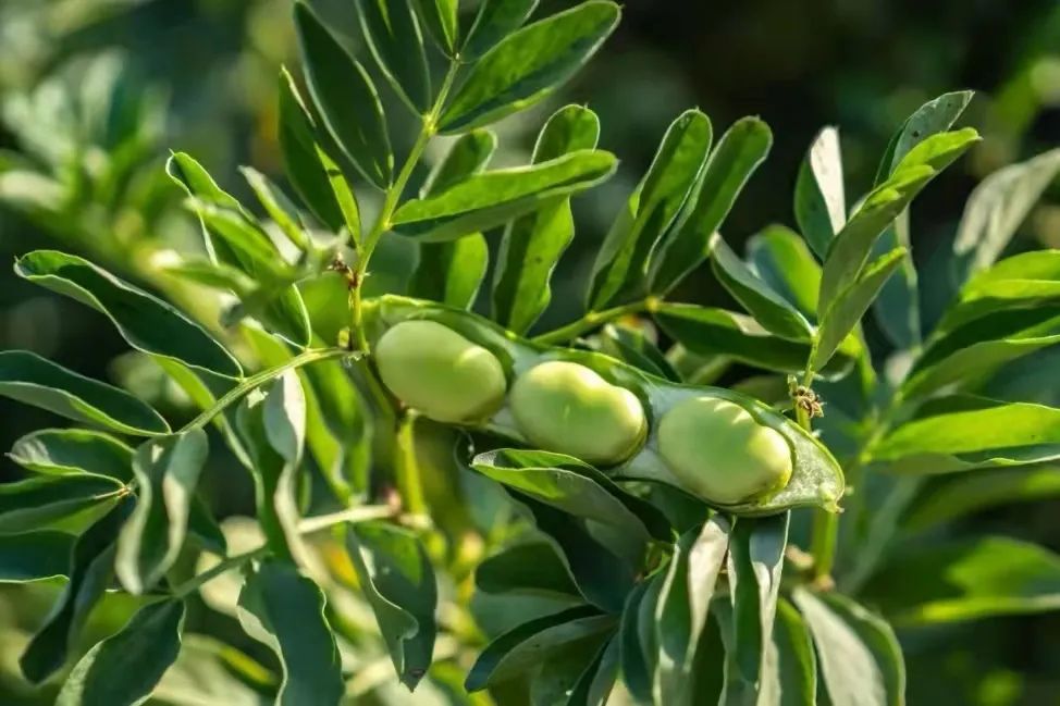 江南风物丨用一场“樱笋厨”，饯别江南的春天