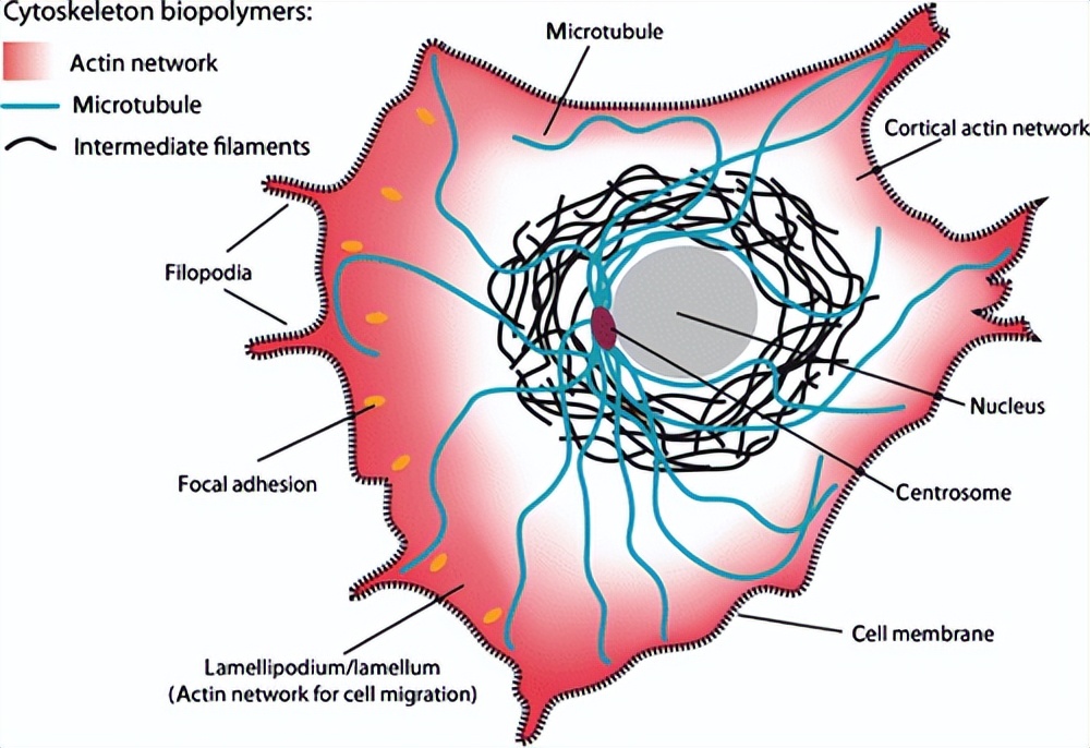 从单纤维到组织，细胞骨架的涌现出怎样的复杂性？