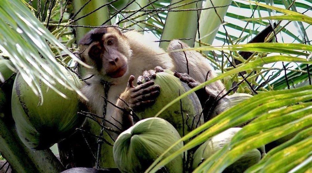 云南所有稀有动物猴子,云南稀有野生动物猴子