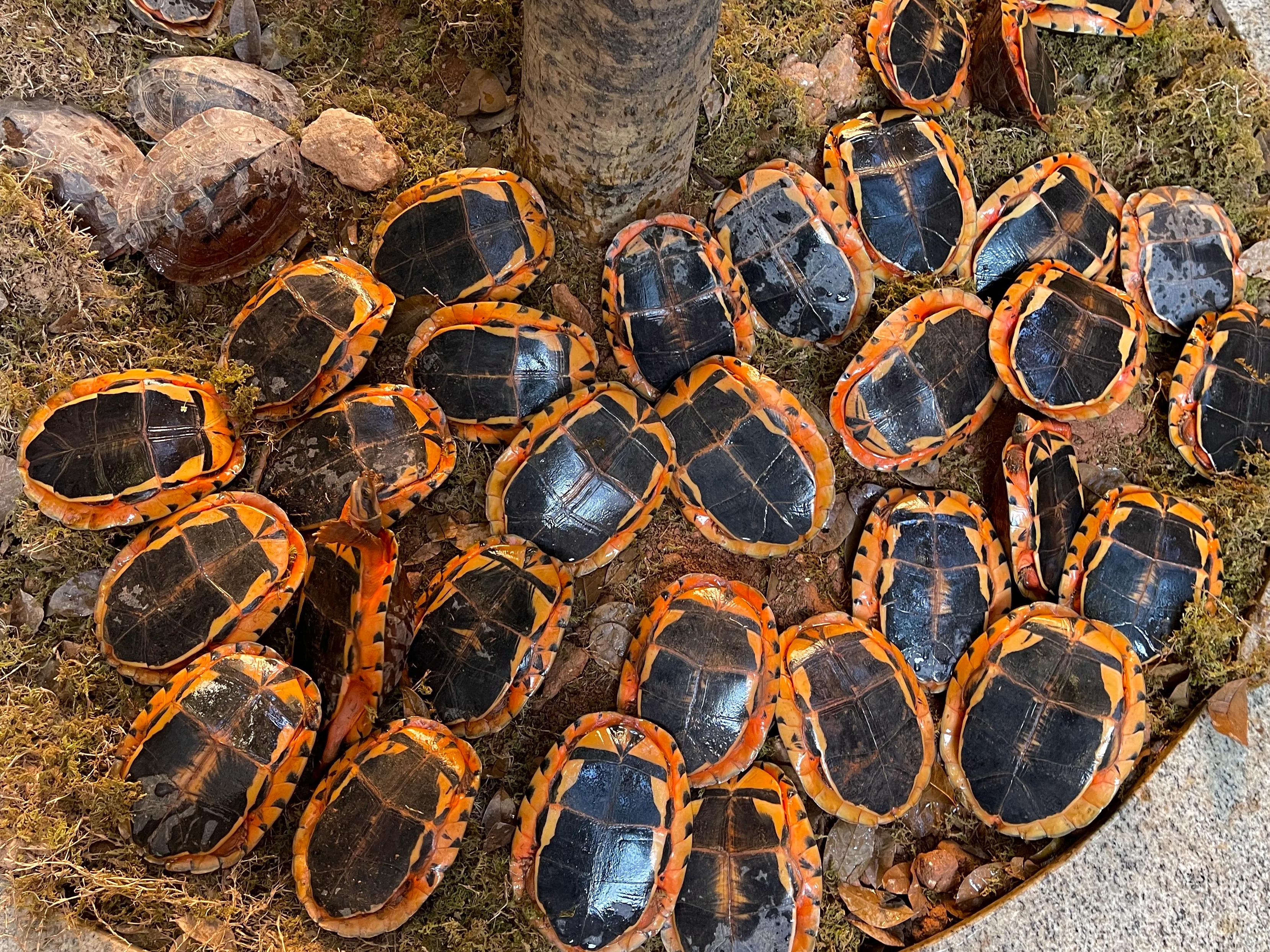 三线金钱龟幼苗价格,海南小金钱龟50克价格