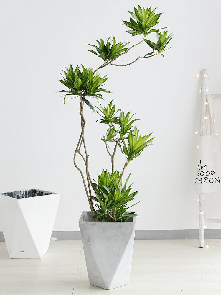 家居必备的几款高颜值中大型绿植,40款超治愈的家居绿植