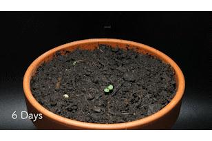 薄荷怎么养才能爆盆能晒太阳,一枝薄荷怎么养才能爆盆