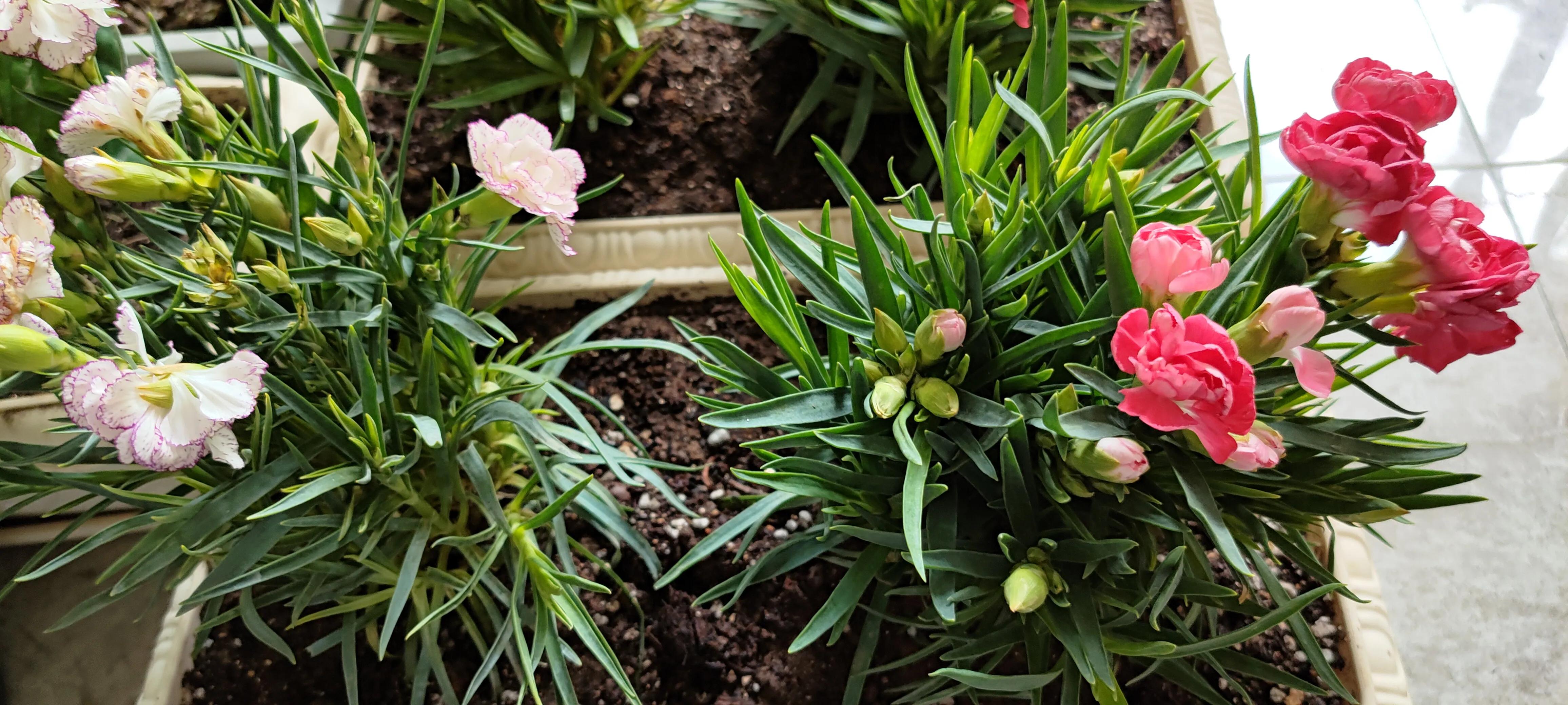 怎样用康乃馨种子种康乃馨,康乃馨的种子为什么长得那么慢