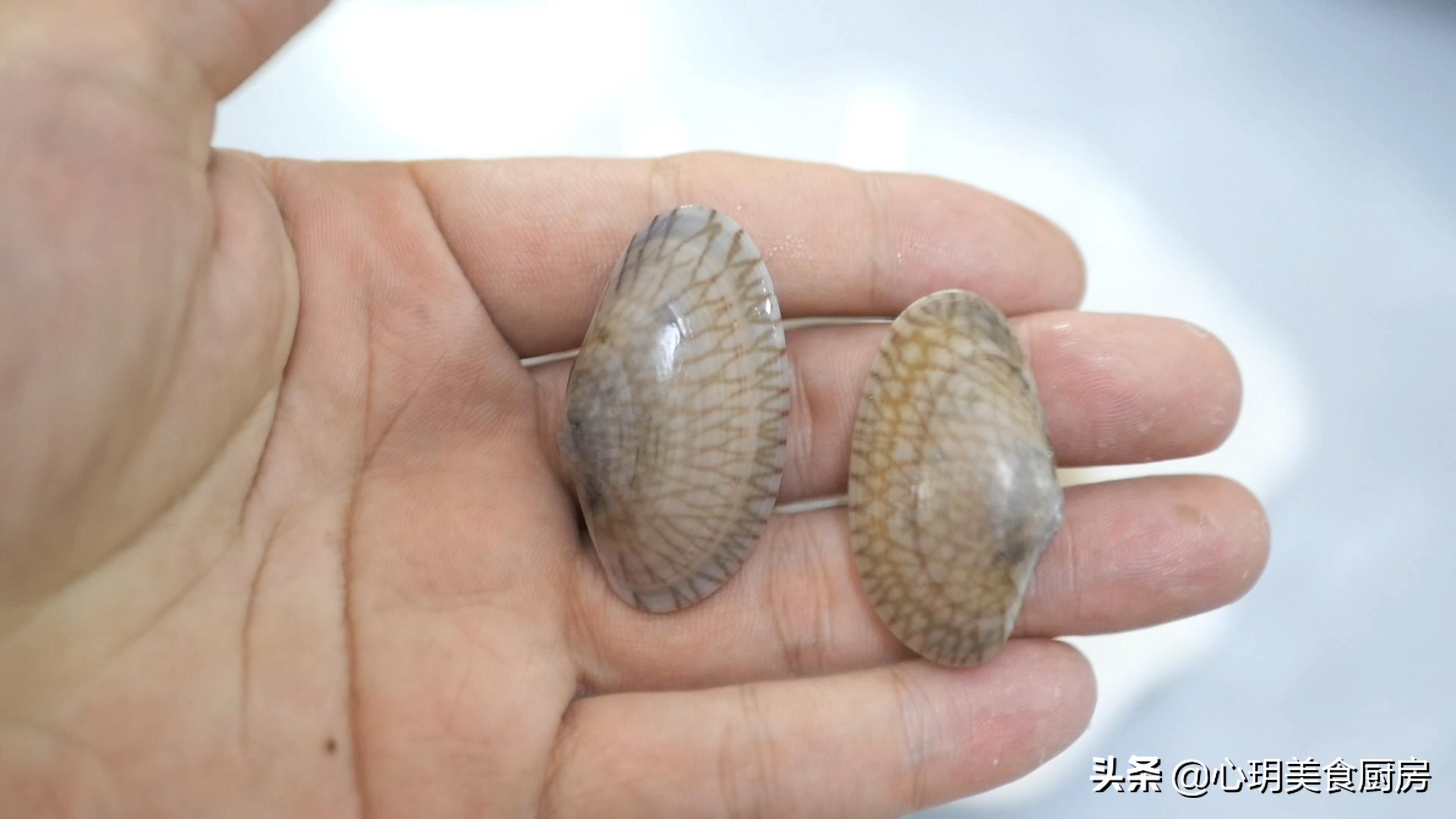 文蛤和花蛤可以一起炒着吃吗,文蛤和花蛤的区别吃起来一样吗