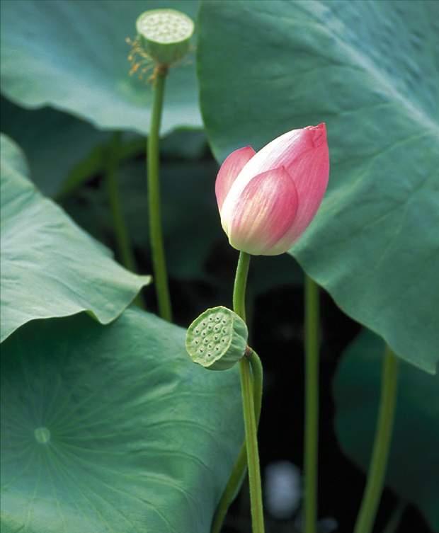 荷花的各种雅称大全,诗词中的荷花代表什么