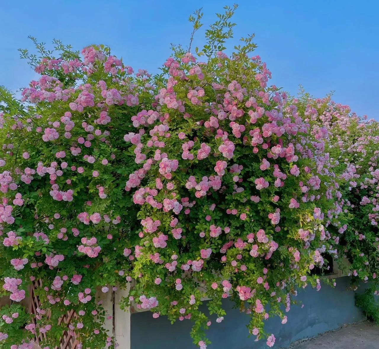 哪些花的花语惊艳了你好久呢,被哪种花的花语惊艳到