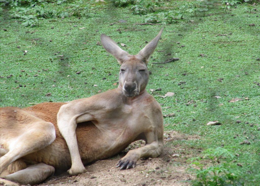 袋鼠真的聪明又温顺？若是这样，为什么澳大利亚还禁止私自饲养？