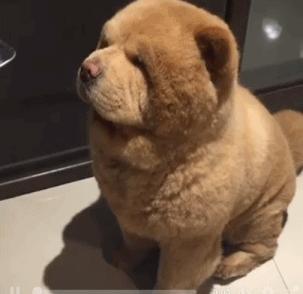 松狮犬体臭怎么处理,松狮犬体臭怎么消除