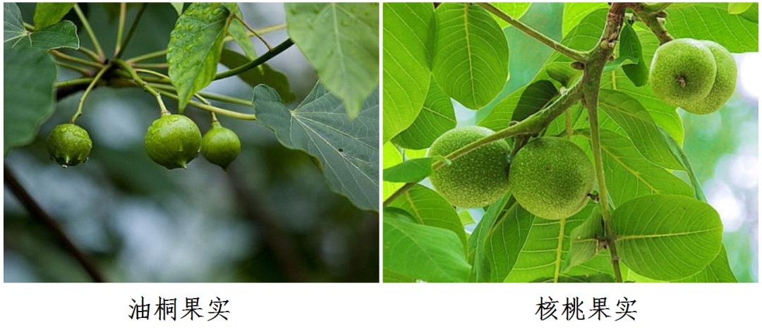 核桃有毒是怎么发现可以吃的,野核桃吃多了会中毒吗