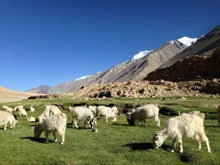 全国面积最大的城市那曲市,那曲市全国最大市吗